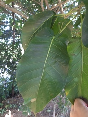 Ficus enormis