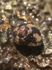 Clanculus cruciatus