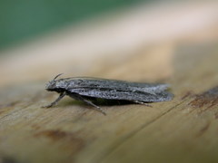 Gelechia sabinellus