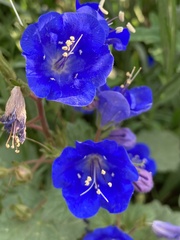 Polemonium caeruleum