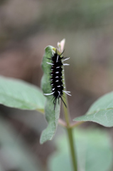 Pygoctenucha terminalis