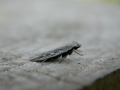 Gelechia sabinellus