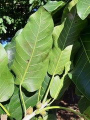 Ficus enormis