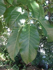 Ficus enormis