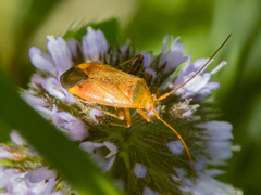Adelphocoris ticinensis