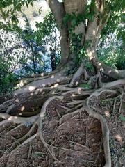 Ficus enormis