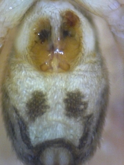 Phrurotimpus alarius