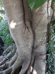 Ficus enormis