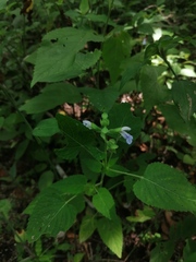 Salvia herbacea