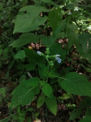 Salvia herbacea