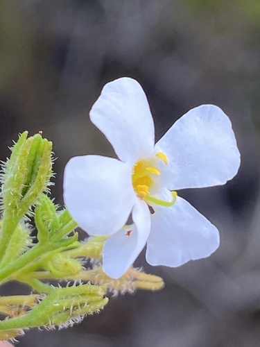 Chaenostoma placidum (Chaenostoma placidum)