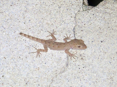 Mediodactylus russowii