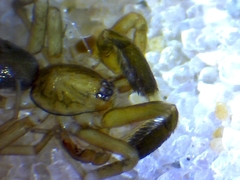 Phrurotimpus borealis