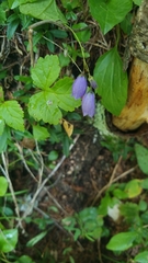 Campanula cochleariifolia
