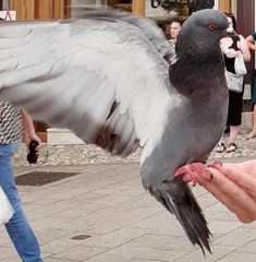 Columba livia domestica