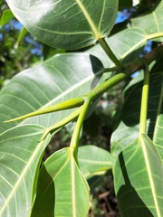 Ficus adhatodifolia