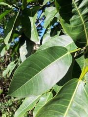 Ficus adhatodifolia