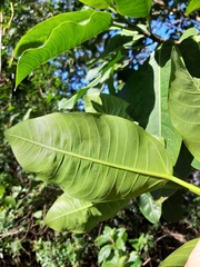 Ficus adhatodifolia