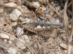 Acrotylus insubricus