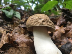 Boletus nobilis