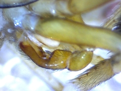 Phrurotimpus borealis