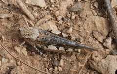 Acrotylus insubricus