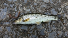 Campostoma oligolepis