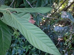 Nectandra oppositifolia