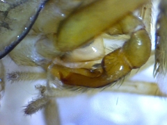 Phrurotimpus borealis