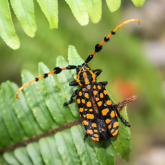 Aristobia reticulator