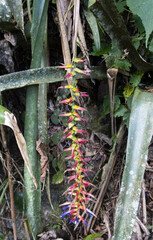 Quesnelia augustocoburgi