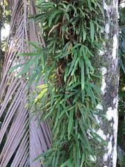 Pleopeltis pleopeltifolia