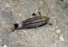 Cheilodipterus alleni