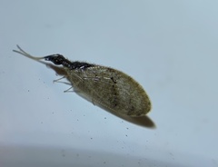 Sympherobius barberi