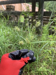 Cyperus lancastriensis