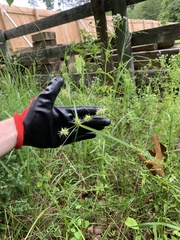 Cyperus lancastriensis