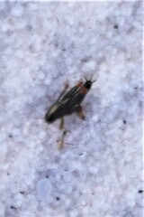 Neotridactylus archboldi