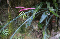 Billbergia distachia