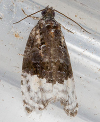 Apotomis betuletana