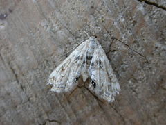 Cataclysta lemnata
