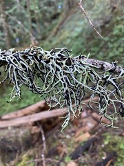 Hypogymnia duplicata