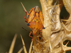 Carpocoris mediterraneus atlanticus