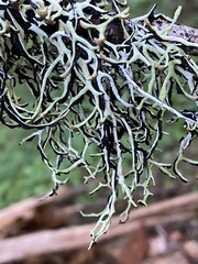 Hypogymnia duplicata