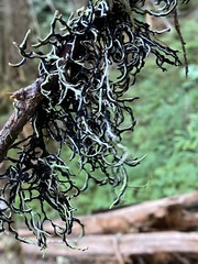 Hypogymnia duplicata