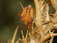 Carpocoris mediterraneus atlanticus