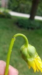 Haplorhynchites aeneus