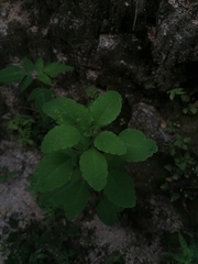 Porophyllum punctatum