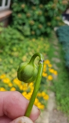 Haplorhynchites aeneus