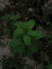 Porophyllum punctatum