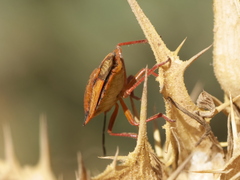 Carpocoris mediterraneus atlanticus